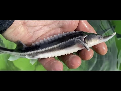 Видео: ГЛАВНЫЕ ОШИБКИ НОВИЧКОВ. ЗАПУСКАЕМ БЕСТЕРА И КОИ, А ТАК ЖЕ ВНОСИМ ХЛОРЕЛЛУ В ПРУД.