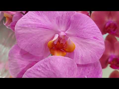 Видео: Стимулирую фаленопсисы и создаю посадку в систему "Матрёшка".