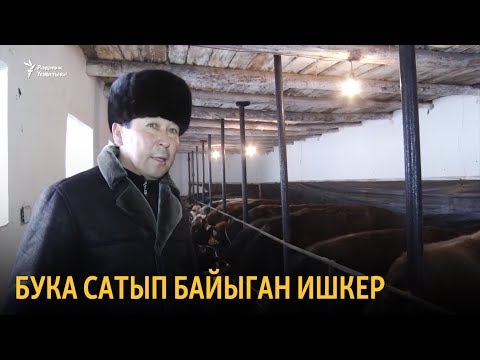 Видео: Бука сатып байыган ишкер