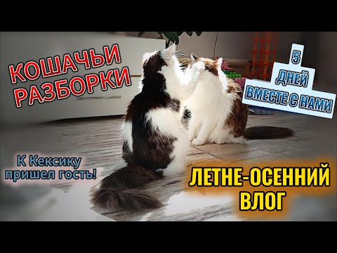 Видео: у нас гости!🐱/травма на рабочем месте!😢/муж залез на крышу😱/пошли в бассейн!🏊‍♀️