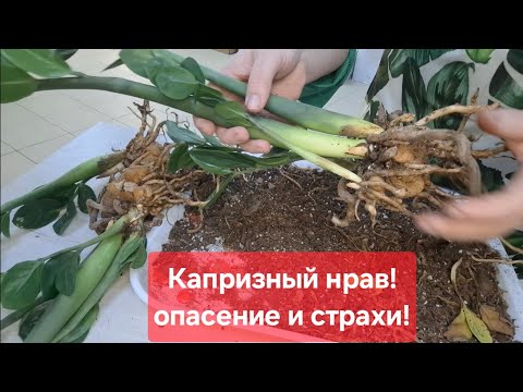 Видео: Пересадка и деление ЗАМИОКУЛЬКАСА МИДОРИ. Видео от 31.01.2025г.