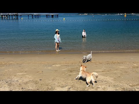 Видео: Едем на пляж с мужем-корейцем. Болтаем со зрителями