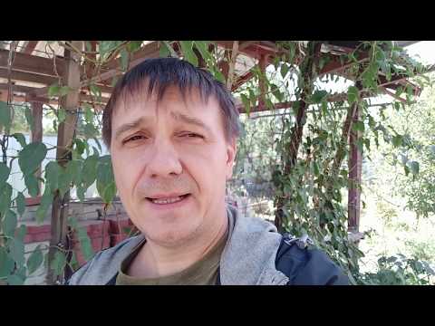 Видео: Актинидия аргута иссаи, продолжение.