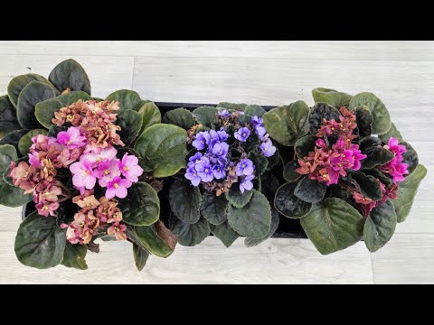 Видео: ТОЛЬКО ТАКОЙ ГРУНТ НУЖЕН ФИАЛКЕ, Даже чахлый цветок вмиг оживет и зацветет