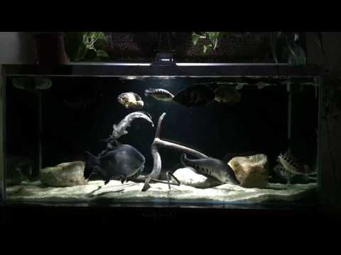 Видео: немного о моем аквариуме