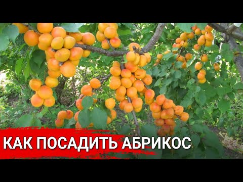 Видео: Как посадить абрикос