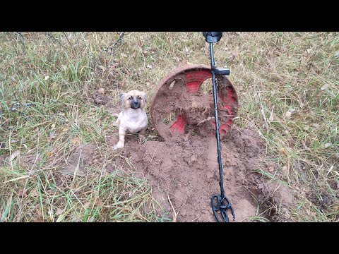 Видео: Даже пёс в шоке от таких находок!!!