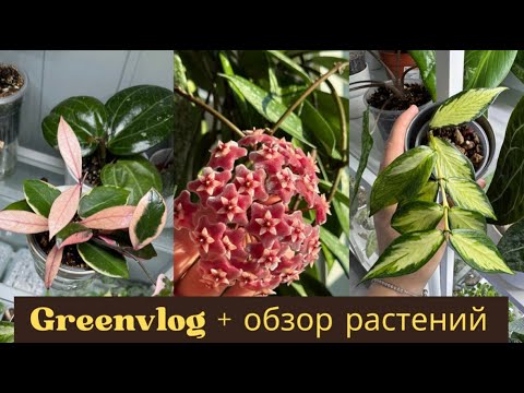 Видео: GreenVLOG//небольшой обзор растений//как ОБРАБОТАТЬ хойю компакту//а что ВЫ делаете с маслом НИМ