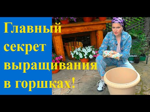 Видео: Огород в горшке