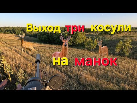 Видео: Охота на косулю с манком.Три козла. Трудный выбор У кого какие рога. 2025г.