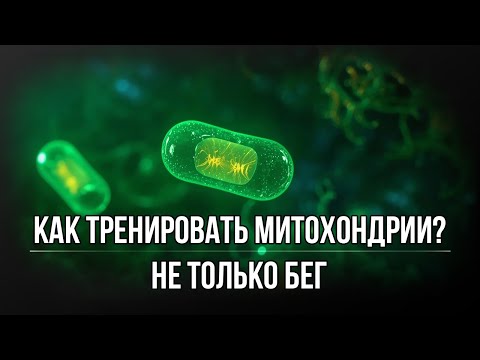 Видео: КАК ТРЕНИРОВАТЬ МИТОХОНДРИИ? НЕ ТОЛЬКО БЕГ