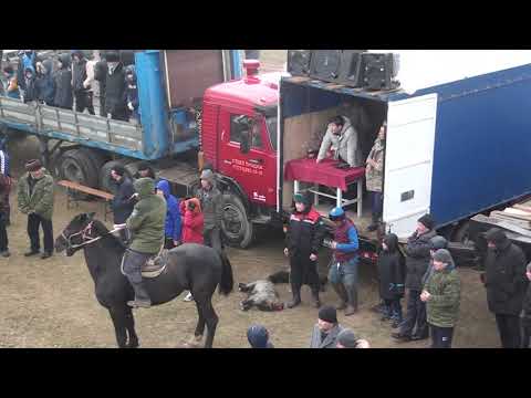 Видео: Сәрсенбек көкенің көкпары. Шымыр