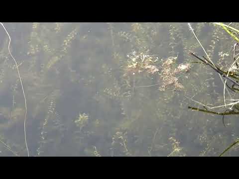 Видео: №5720  17 09 2024 Озерная лягушка, рыбки, водомерка