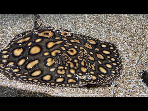 Видео: Как устроена РЫБРАЗВОДНЯ | Скаты Моторо и Цихлиды