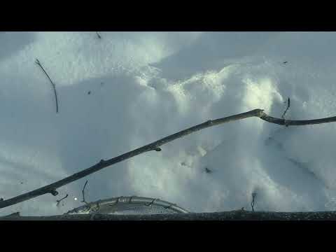 Видео: Установка  капкана  на подрезку на соболя!