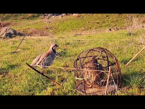 Видео: шикори алов