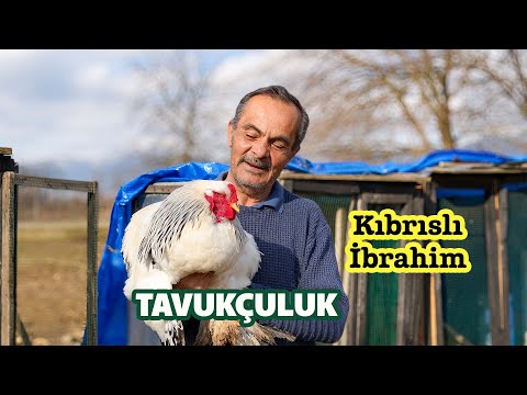 Видео: Киприот Ибрагим, птицевод в Калкиме (Человеческие истории)