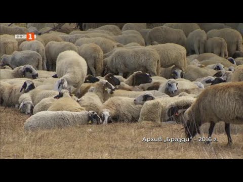 Видео: Старите български породи и днешните времена, "Бразди" 05.10.2024