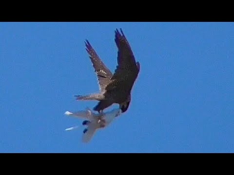 Видео: СОКОЛ САПСАН ПОЙМАЛ ГОЛУБЯ!!!THE PEREGRINE FALCON CAUGHT A PIGEON!!!