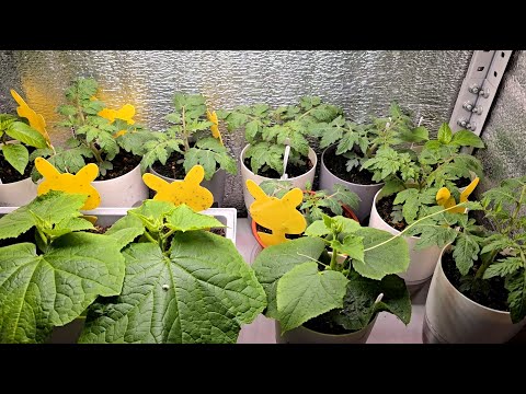 Видео: ЗИМНИЙ ОГОРОД НА ОКНЕ   подкормки во время цветения, чтобы было много завязей ЧАСТЬ 5