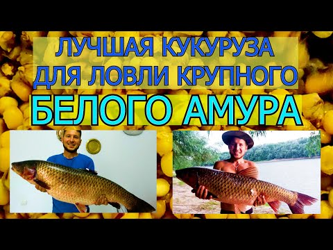 Видео: ЛУЧШАЯ ПРИКОРМКА 2021 СЕКРЕТ ПРИГОТОВЛЕНИЯ ФЕРМЕНТИРОВАННОИ КУКУРУЗЫ В ДОМАШНИХ УСЛОВИЯХ