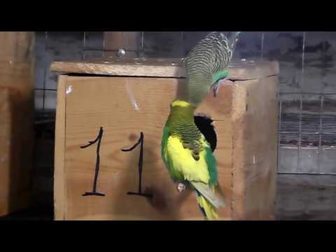 Видео: Разведение волнистых попугаев часть-2