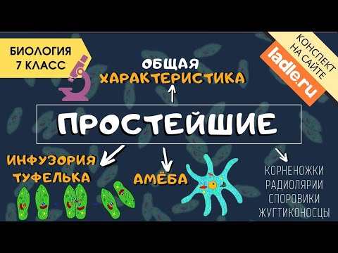 Видео: Тип Простейшие. Биология 7 класс. Амеба, инфузория. Одноклеточные организмы. Животные. Эукариоты ЕГЭ