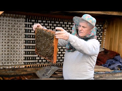 Видео: Как расширить гнездо пчел весной