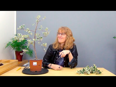 Видео: Формирование фикуса Триангулярис (ч.2).