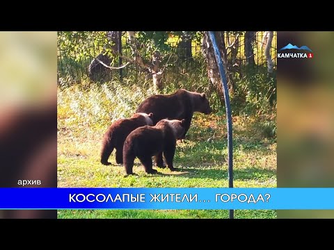 Видео: «МЧС. Экстренный вызов»