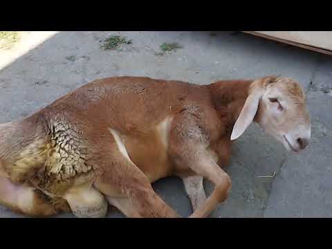 Видео: Сегодня 22-августа 7-месяцев!!! Высота в холке 85.см. вес 81+кг. #ЛинияБлондин #овцеводство #снг