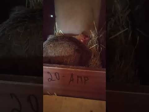 Видео: күрік тауықтар
