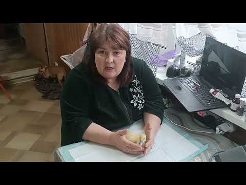 Видео: Мускусы. Индоутки.