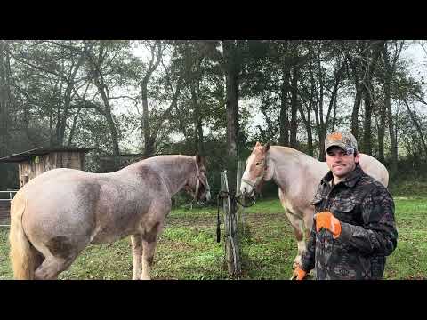Видео: Стоит ли покупать зарегистрированную лошадь?