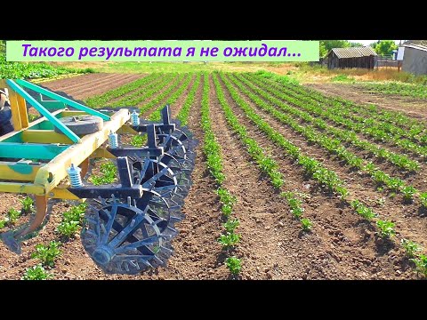 Видео: Ежи для прополки картофеля в работе!