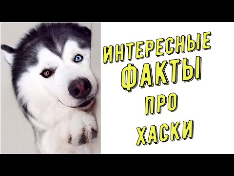 Видео: Интересные факты |Сибирские Хаски