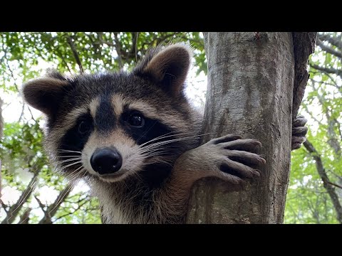 Видео: "Черномория" (Красная Щель), Криница. Дикие места Черного моря. Палаточный городок.