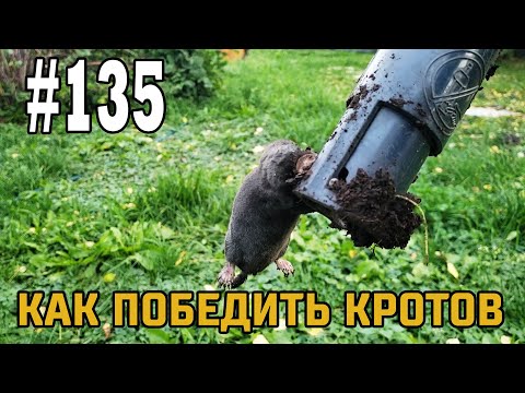 Видео: #135 Как я победил кротов