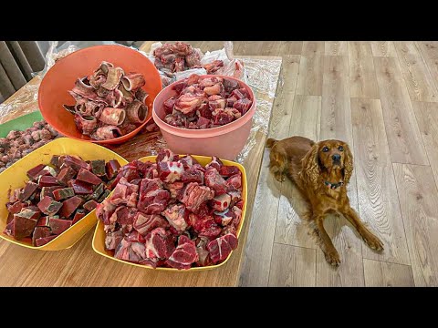 Видео: КАК МЫ КОРМИМ СПАНИЕЛЯ. Три года - полёт нормальный!