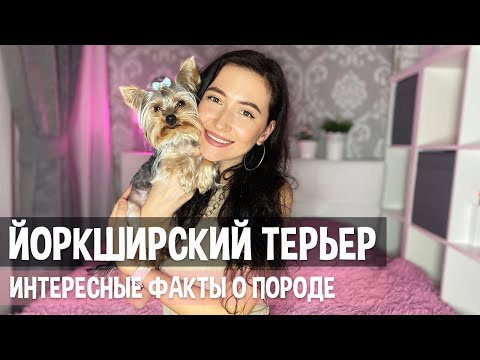 Видео: Йоркширский терьер | Все о породе | Интересные факты | Стоит ли покупать