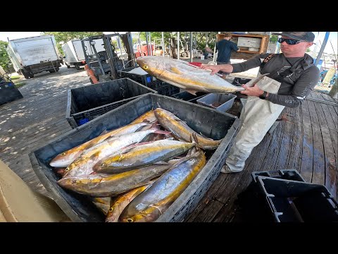 Видео: Коммерческий лов амберджека!$$ ||Честный рабочий день||