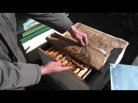 Видео: Первые работы после облёта.Ошибки утепления.Корма, сила, подушки, заставные.ППС. (21.02.2022)