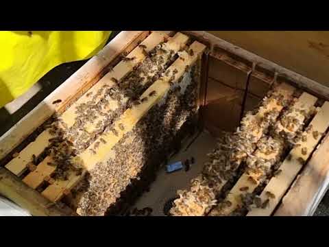 Видео: Хосил килинган болаари оилаларини бир-бирига кушиб кучли оилалар хосил килиш.