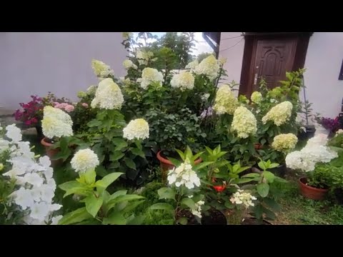 Видео: Метельчатые гортензии 🌿🌿и Вредные советы на You Tube 🙃‼ или я чего-то не понимаю 🤔🤔❓