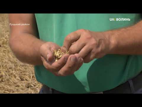 Видео: У селі Городище Луцького району четвертий день комбайни збирають пшеницю