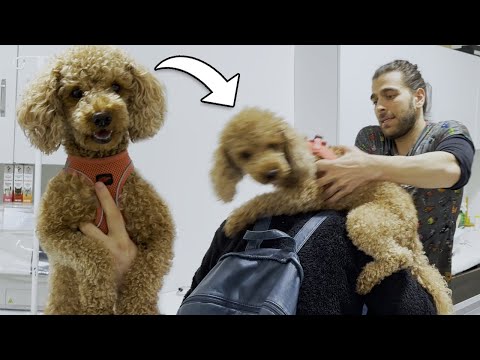 Видео: Собака одержима хозяином! (Всегда нуждается во внимании)