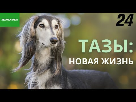 Видео: Казахские породы собак тазы и тобет оказались на грани исчезновения | Экологика