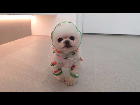 Видео: Вы сможете прожить до 100 лет, если съедите это! Кормление собак горным женьшенем