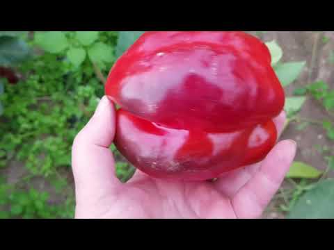 Видео: Фиолетовое любовное яблоко 2024-2025. На втором году его нашла на дне пачки, его и еще что-то :)