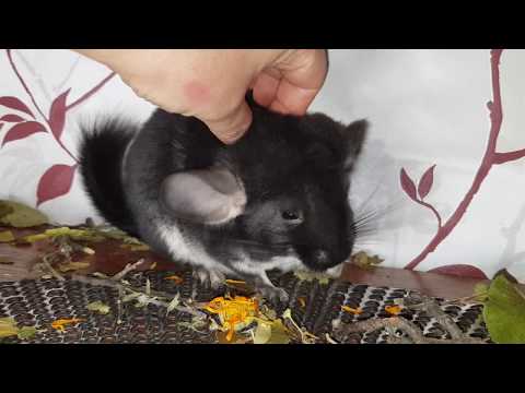 Видео: Красавица Шиншиллка Девочка Черный Жемчуг Уехала в Новый Дом!)